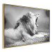 Poster Roaring Lion - black and white composition with a roaring lion on the savanna 116439 additionalThumb 12