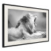 Poster Roaring Lion - black and white composition with a roaring lion on the savanna 116439 additionalThumb 3