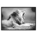 Poster Roaring Lion - black and white composition with a roaring lion on the savanna 116439 additionalThumb 18