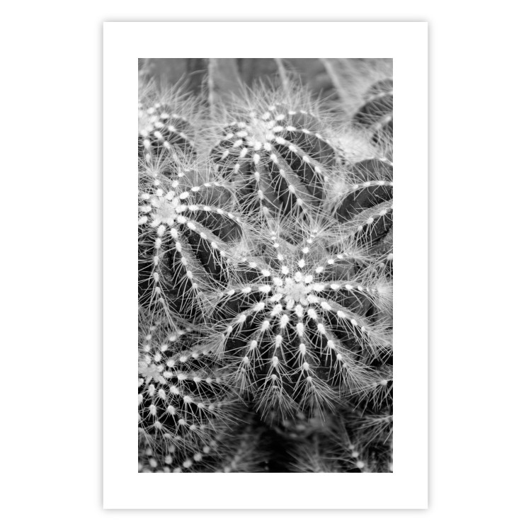 Poster Risky Adventure - black and white composition with prickly plants 117939 additionalImage 25