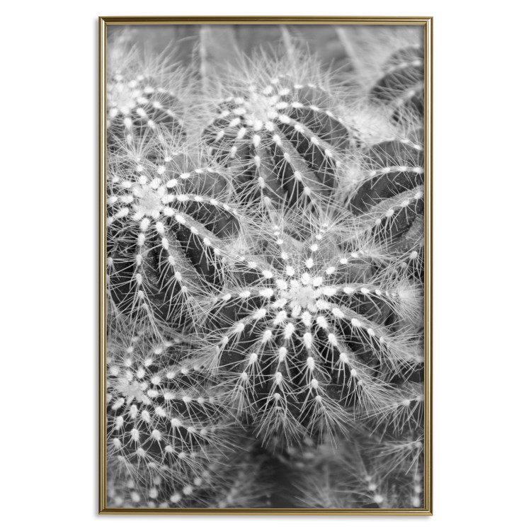 Poster Risky Adventure - black and white composition with prickly plants 117939 additionalImage 20