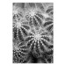 Poster Risky Adventure - black and white composition with prickly plants 117939