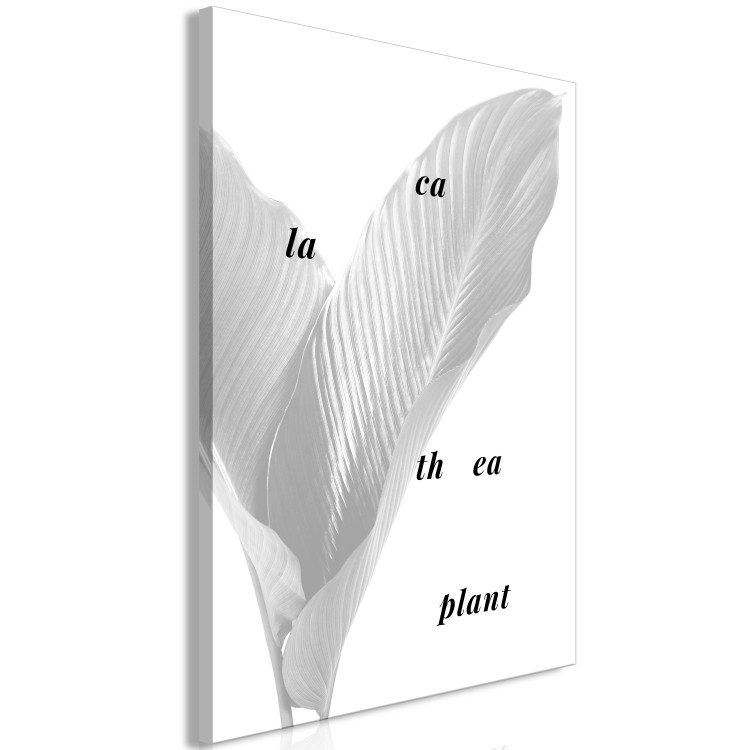Canvas Art Print Silver calathea leaves with inscription - graphic with botanical motif 122939 additionalImage 2