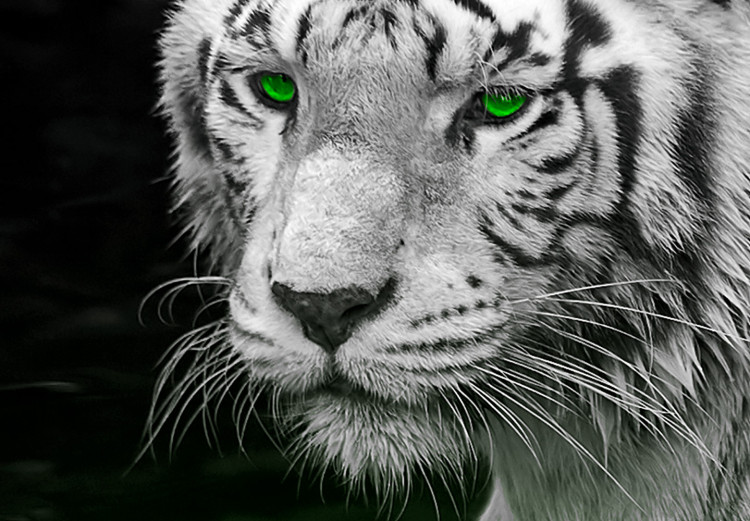 Canvas White tiger in the water - a photo of an animal with green eyes 123339 additionalImage 5