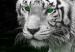 Canvas White tiger in the water - a photo of an animal with green eyes 123339 additionalThumb 5