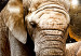 Large canvas print Brown Elephants II [Large Format] 125439 additionalThumb 4