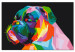 Paint by Number Kit Colourful Boxer 127439 additionalThumb 6