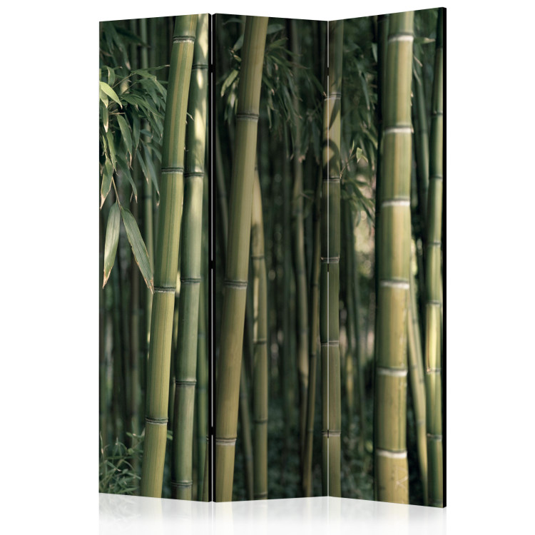 Folding Screen Bamboo Exotica (3-piece) - dark green forest full of bamboo sticks 133139