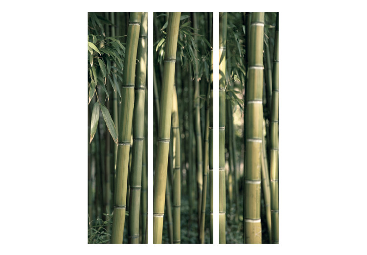 Folding Screen Bamboo Exotica (3-piece) - dark green forest full of bamboo sticks 133139 additionalImage 3