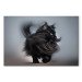 Canvas AI Maine Coon Cat - Walking Animal With Long Black Hair - Horizontal 150139