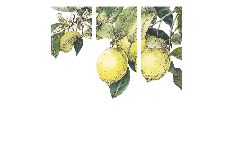 Folding Screen Lemons and Leaves - Citrus Fruits on a Tree [Room Dividers] 159539 additionalImage 7