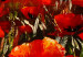 Canvas Floral Field in Tuscany (1-piece) - red poppy flowers trees 47139 additionalThumb 3