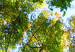 Canvas Treetops 50439 additionalThumb 5