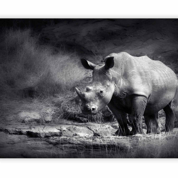 Wall Mural Peace of Animals - Black and white motif of a solitary rhinoceros on the savannah 61339 additionalImage 5