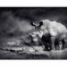 Wall Mural Peace of Animals - Black and white motif of a solitary rhinoceros on the savannah 61339 additionalThumb 5