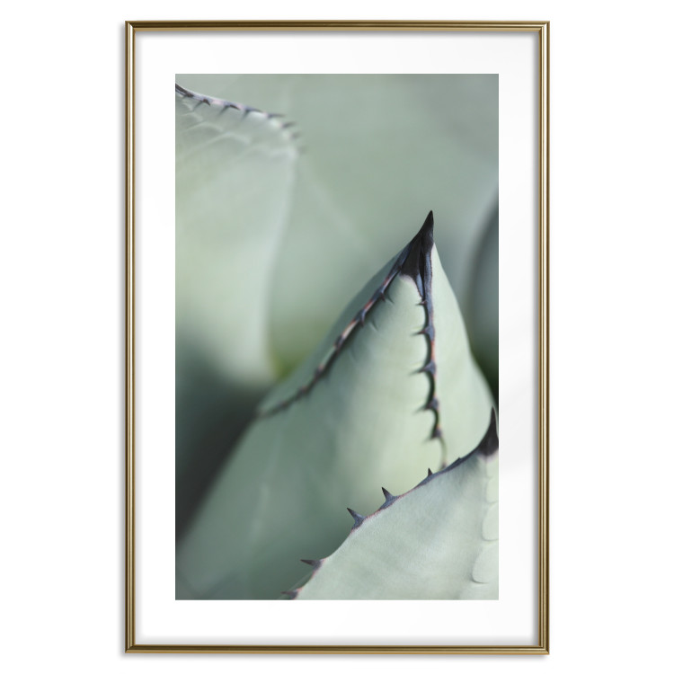 Poster Green Thorns - composition with succulent leaves in a cyan color 117149 additionalImage 16