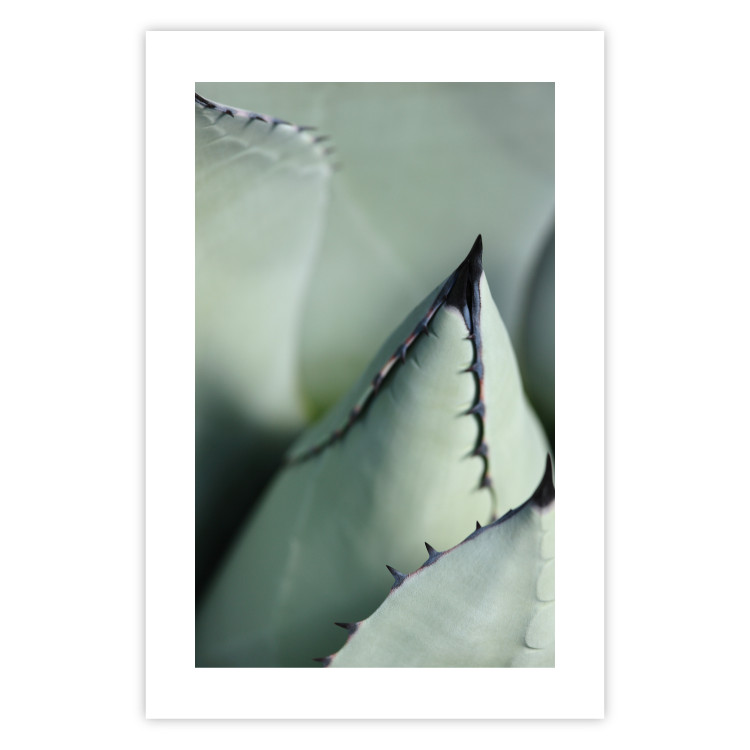 Poster Green Thorns - composition with succulent leaves in a cyan color 117149 additionalImage 19
