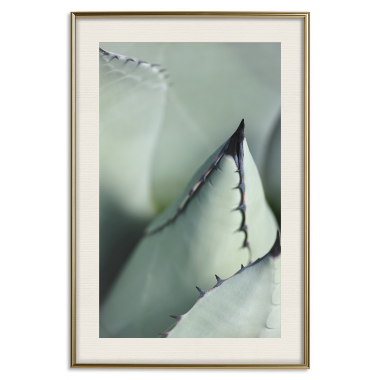 Poster Green Thorns - composition with succulent leaves in a cyan color 117149 additionalImage 19