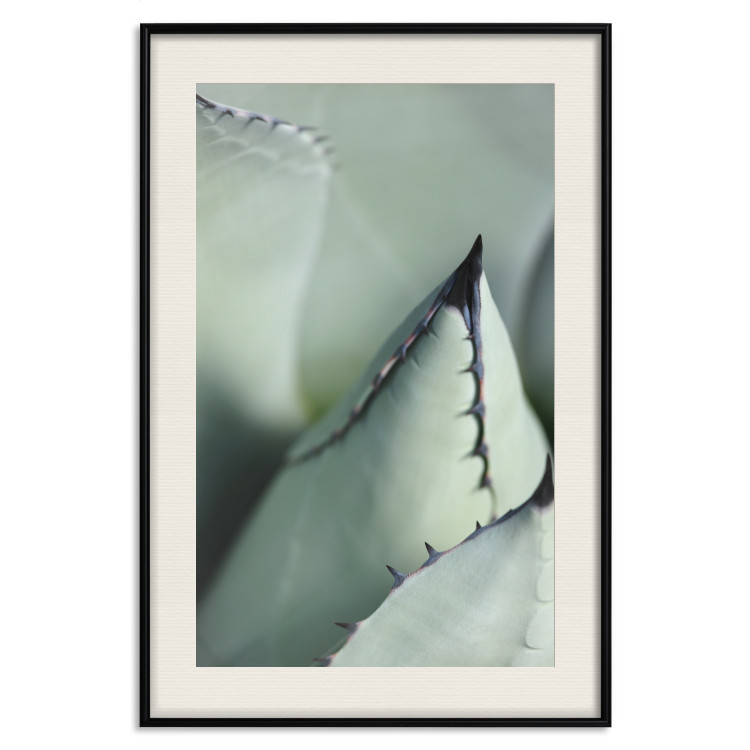 Poster Green Thorns - composition with succulent leaves in a cyan color 117149 additionalImage 18