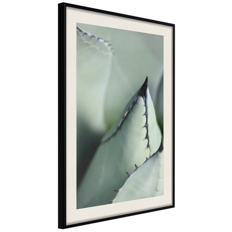 Poster Green Thorns - composition with succulent leaves in a cyan color 117149 additionalImage 3