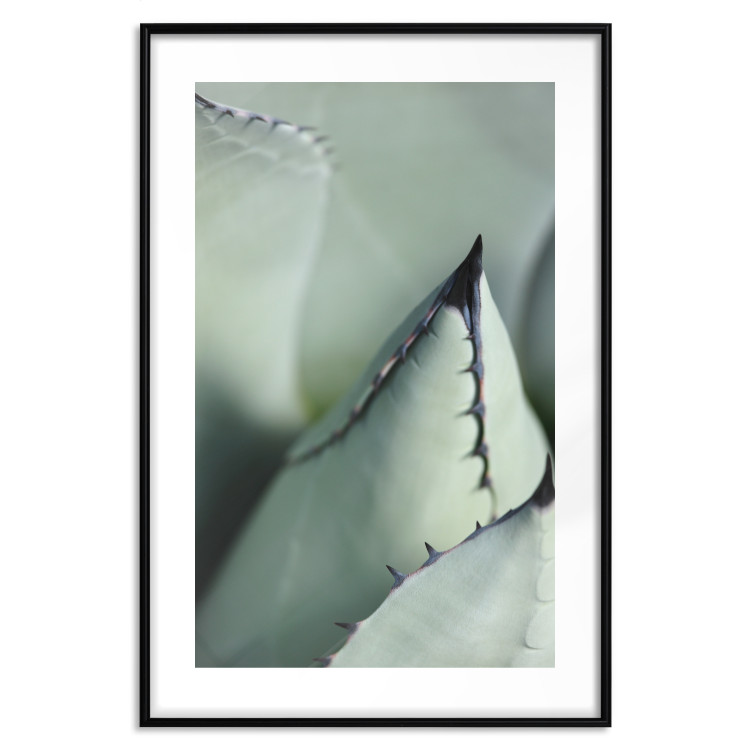 Poster Green Thorns - composition with succulent leaves in a cyan color 117149 additionalImage 15