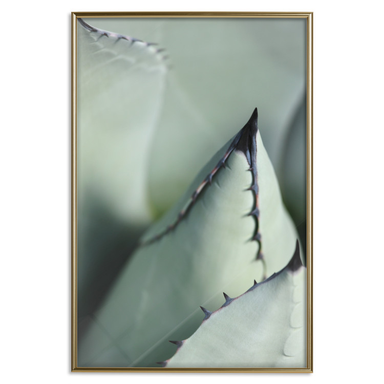 Poster Green Thorns - composition with succulent leaves in a cyan color 117149 additionalImage 20