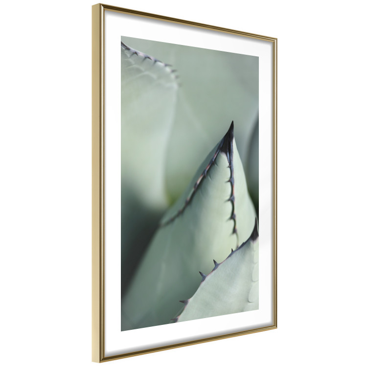 Poster Green Thorns - composition with succulent leaves in a cyan color 117149 additionalImage 8