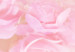 Canvas Ornamental Roses (1-piece) - pink flowers and light abstraction in the background 144049 additionalThumb 5