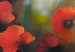 Canvas Print Romantic poppies - a meadow full of red flowers on blurred background 48549 additionalThumb 2