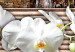 Canvas Print Zen: white orchid 55749 additionalThumb 5