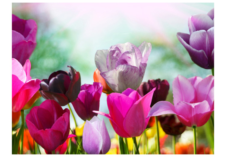 Photo Wallpaper Beautiful Spring Garden - Natural Floral Motif of Tulip Flowers in the Sun 60349 additionalImage 1