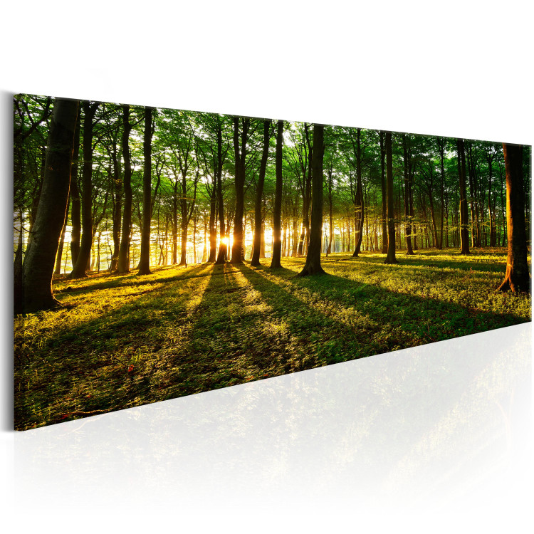 Canvas Art Print Tree Shadow (1-piece) - Sun Peeking Through the Forest Canopy 105759 additionalImage 2