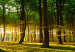 Canvas Art Print Tree Shadow (1-piece) - Sun Peeking Through the Forest Canopy 105759 additionalThumb 5