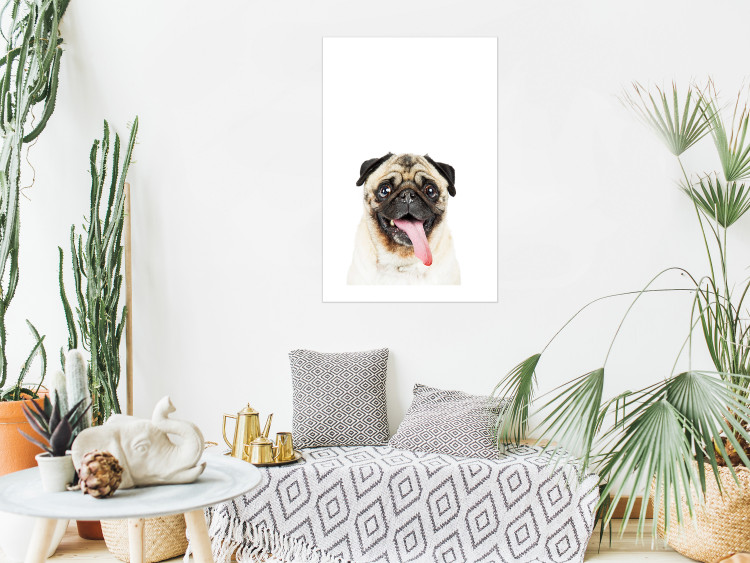 Wall Poster Pug - funny smiling dog with tongue out on white background 114959 additionalImage 2