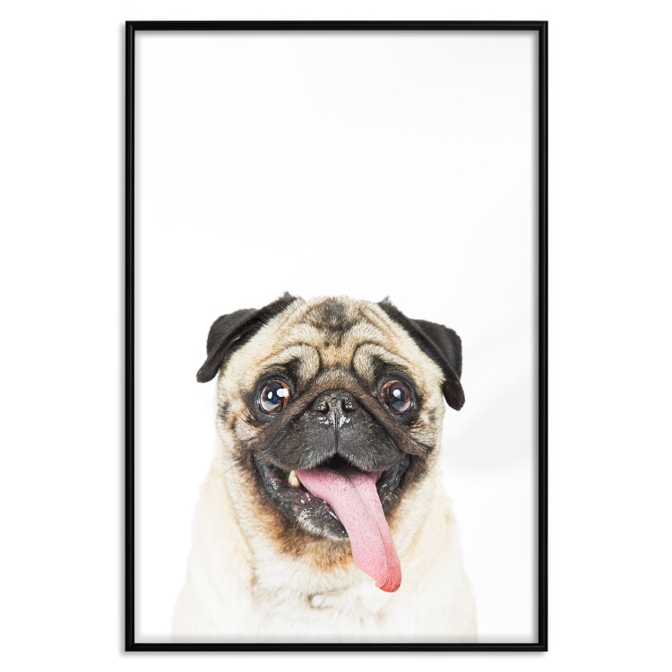 Wall Poster Pug - funny smiling dog with tongue out on white background 114959 additionalImage 18