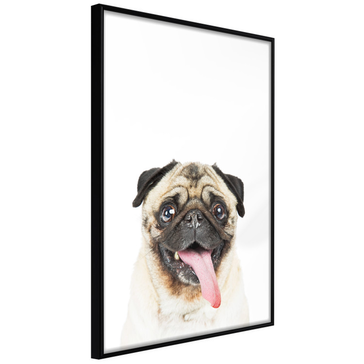 Wall Poster Pug - funny smiling dog with tongue out on white background 114959 additionalImage 10