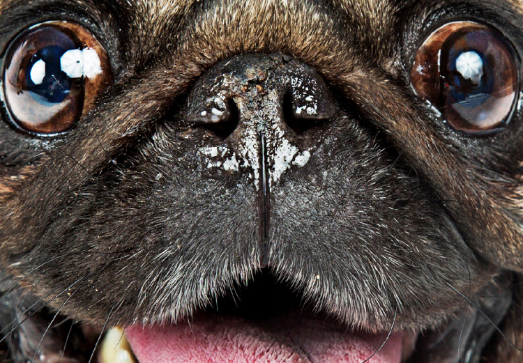 Wall Poster Pug - funny smiling dog with tongue out on white background 114959 additionalImage 11