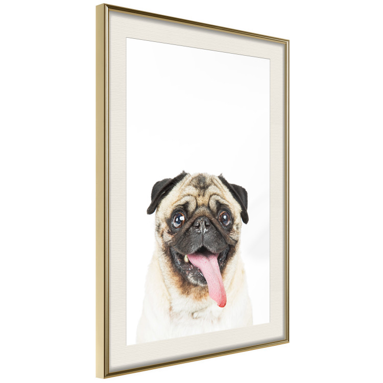 Wall Poster Pug - funny smiling dog with tongue out on white background 114959 additionalImage 2