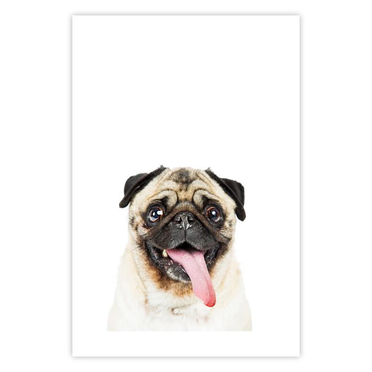 Wall Poster Pug - funny smiling dog with tongue out on white background 114959 additionalImage 16