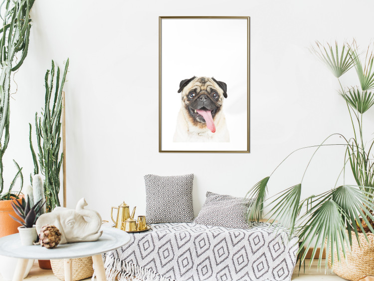 Wall Poster Pug - funny smiling dog with tongue out on white background 114959 additionalImage 15