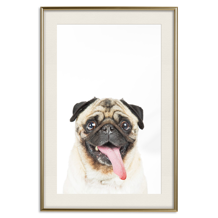 Wall Poster Pug - funny smiling dog with tongue out on white background 114959 additionalImage 21