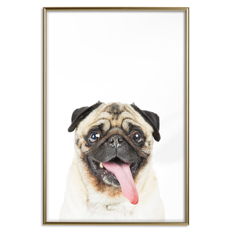 Wall Poster Pug - funny smiling dog with tongue out on white background 114959 additionalImage 26