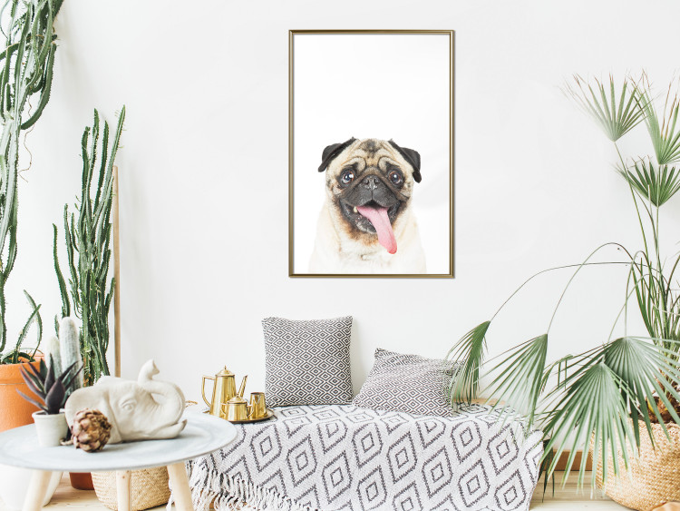 Wall Poster Pug - funny smiling dog with tongue out on white background 114959 additionalImage 7