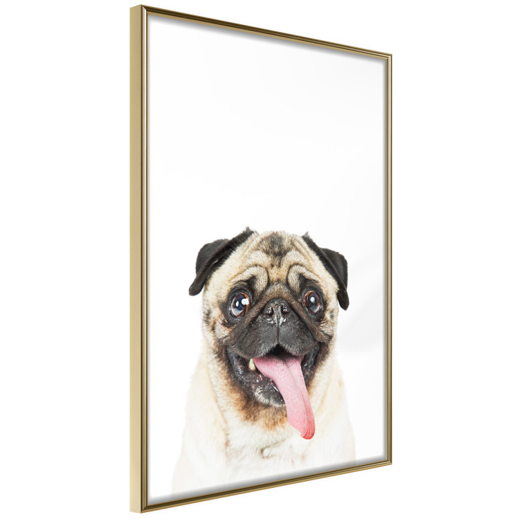 Wall Poster Pug - funny smiling dog with tongue out on white background 114959 additionalImage 12