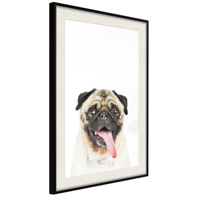 Wall Poster Pug - funny smiling dog with tongue out on white background 114959 additionalImage 3