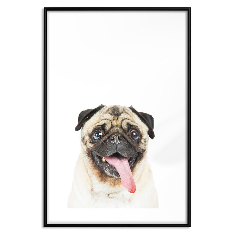 Wall Poster Pug - funny smiling dog with tongue out on white background 114959 additionalImage 20