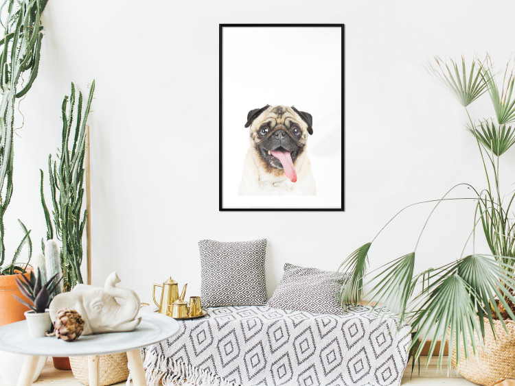 Wall Poster Pug - funny smiling dog with tongue out on white background 114959 additionalImage 4