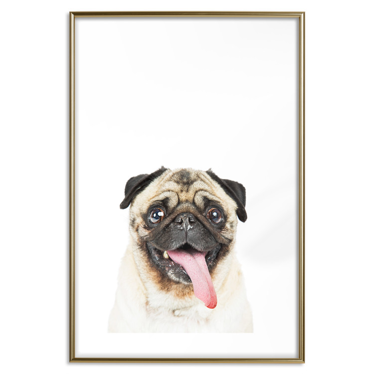 Wall Poster Pug - funny smiling dog with tongue out on white background 114959 additionalImage 20