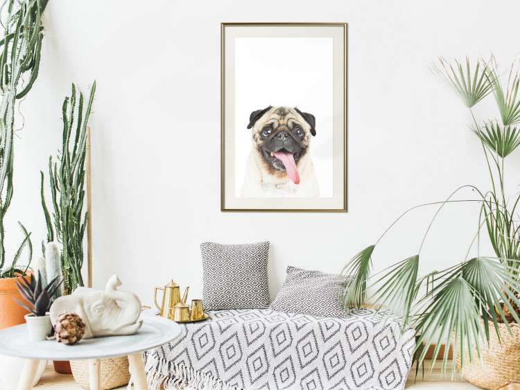 Wall Poster Pug - funny smiling dog with tongue out on white background 114959 additionalImage 17