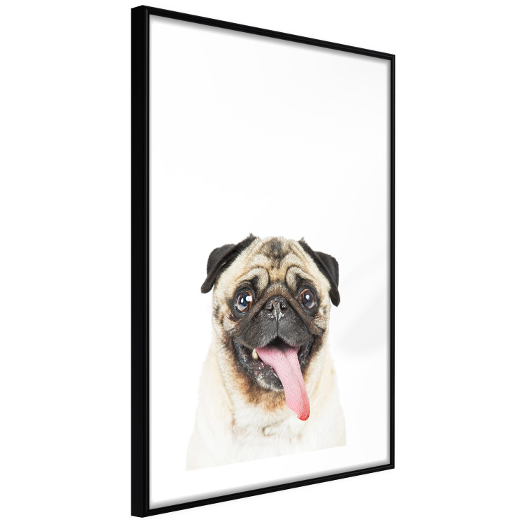 Wall Poster Pug - funny smiling dog with tongue out on white background 114959 additionalImage 13